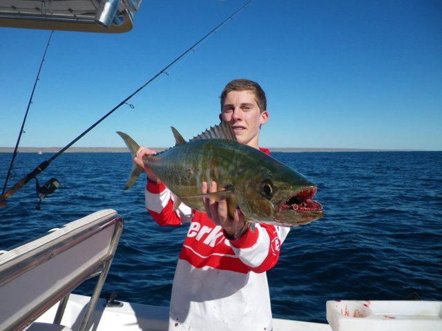 Shark Mackie on 6lb bream gear